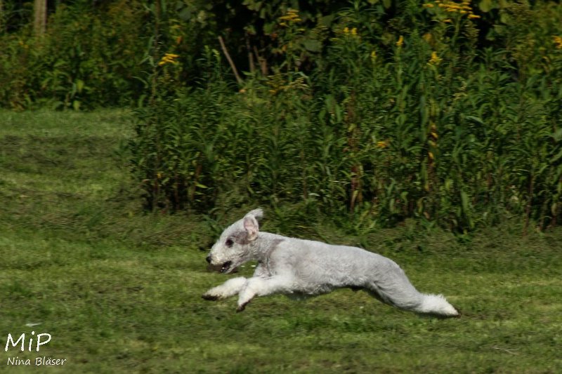 2010-10-03 Coursing-Training GE (14).jpg